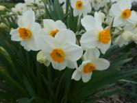 Narcis 'Geranium' - Tazetta narcisy (Narcissus)