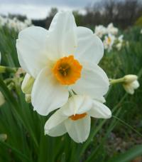 Narcis 'Geranium' - Tazetta narcisy (Narcissus)