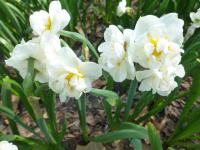 Narcissus  'Bridal Crown'  Narzisse Pflanze