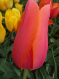 Tulipán 'Temple of Beauty' - Jednoduché pozdní tulipány (Tulipa)