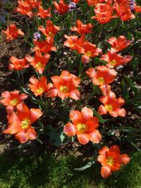 Tulipán 'Temple's Favourite' - Jednoduché pozdní tulipány (Tulipa)