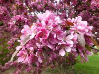 Jabloň Moerlandsova 'Profusion' - v květu (Malus x moerlandsii)
