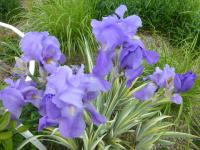 Kosatec bledý 'Argentea' (Iris pallida)
