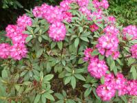 Pěnišník výborný 'Karin Seleger' (Rhododendron insigne)