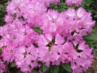 Pěnišník výborný 'Roselyn' (Rhododendron insigne)