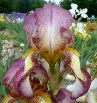 Iris barbata     'Tiffany'  Bart-Schwertlilie Blüten