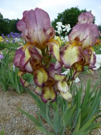 Iris barbata 'Tiffany'  Bart-Schwertlilie Blüten