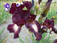Iris barbata   'High Life'  Bart-Schwertlilie Blüten