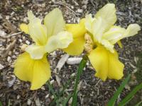 Iris sibirica 'Smiley Face' Sibirische Schwertlilie Blüten Iris sibirica 'Smiley Face' Sibirische Schwertlilie Blüten