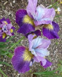 Kosatec 'Charming Billy' - Sibiřské kosatce