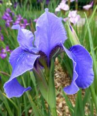 Iris sibirica    'Jaybird'  Sibirische Schwertlilie Blüten