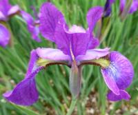 Iris sibirica     'Chilled Wine'  Sibirische Schwertlilie Blüten