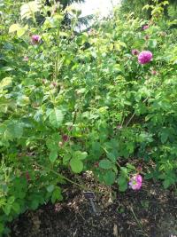 Rosa  'Duc de Cambridge'  Rose Pflanze