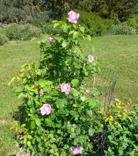 Růže 'Mary Rose' - Velkokvěté růže (Rosa)