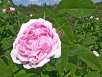 Rosa     'Jacques Cartier'  Rose Blüten
