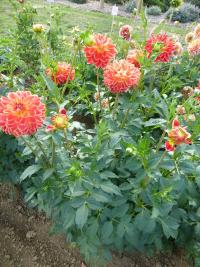 Dahlia 'Gunilda' Garten-Dahlie Pflanze Dahlia 'Gunilda' Garten-Dahlie Pflanze