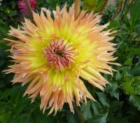 Dahlia         'Babovřesky'  Garten-Dahlie Blüten