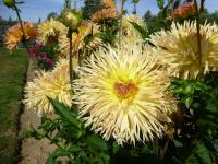 Dahlia     'Babovřesky'  Garten-Dahlie Blüten