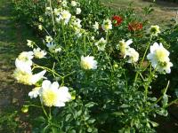 Dahlia  'Platinum Blonde'  Garten-Dahlie Pflanze