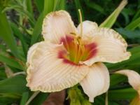 Hemerocallis  'Radiant Ruffles'  Taglilie Blüten