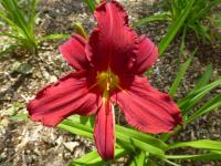 Hemerocallis 'Scotland' Taglilie Blüten Hemerocallis 'Scotland' Taglilie Blüten
