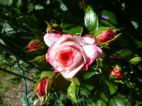 Rosa  'Rosenstadt Freising'  Rose Blüten