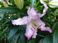 Lilium x hybridum   'Brasilia'  Lilie Pflanze