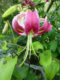 Lilium x hybridum       'Black Beauty'  Lilie Blüten