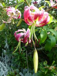 Lilium x hybridum  'Black Beauty'  Lilie Pflanze