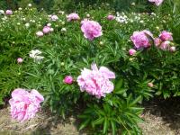 Paeonia lactiflora 'Lady Anna'  Chinesische Pfingstrose Pflanze