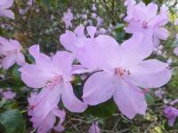 Pěnišník raný (Rhododendron x praecox)