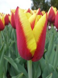 Tulipán 'Chaluha' - Triumph tulipány