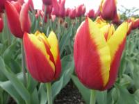 Tulipán 'Chaluha' - Triumph tulipány