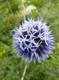 Bělotrn modrý (Echinops ritro)