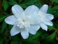 Sasanka hajní 'Flore Pleno' (Anemone nemorosa)