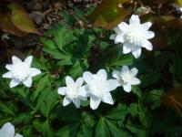 Sasanka hajní 'Flore Pleno' (Anemone nemorosa)