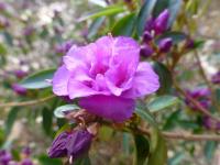 Pěnišník dahurský 'April Rose' (Rhododendron dahuricum)