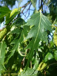 Bříza bělokorá 'Dalecarlica' (Betula pendula)