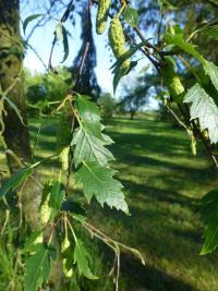 Bříza bělokorá 'Birkalensis' (Betula pendula)