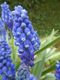 Modřenec arménský 'Alida' (Muscari armeniacum)