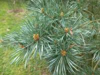 Borovice lesní 'Tindsal' (Pinus sylvestris)