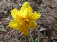 Narcis 'Tete Boucle' - Plnokvěté narcisy (Narcissus)
