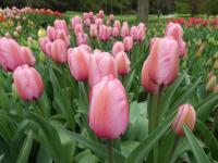 Tulipán 'Pink Impression' - Darwin hybridy (Tulipa)