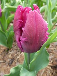 Tulipán 'Blue Parrot' - Papouškovité tulipány (Tulipa)