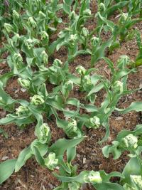 Tulipán 'Super Parrot' - Papouškovité tulipány (Tulipa)