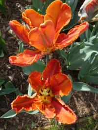 Tulipán 'Blumex' - Papouškovité tulipány (Tulipa)