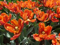 Tulipán 'Blumex' - Papouškovité tulipány (Tulipa)