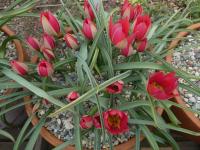Tulipán nízký 'Rosea' (Tulipa humilis var pulchella)