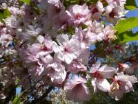 Sakura ozdobná 'Takasago' - v květu (Prunus serrulata)