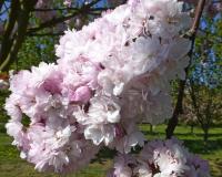 Sakura ozdobná 'Arashiyama' - větévka s květy (Prunus serrulata)